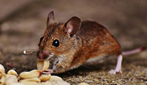 24 Hour & Emergency Exterminators in Watts, PA
